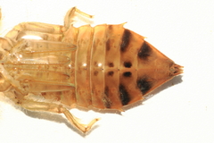 Sinictinogomphus clavatus