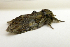 Peridea anceps