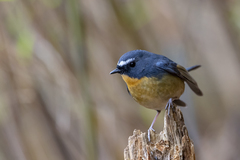 Ficedula hyperythra hyperythra