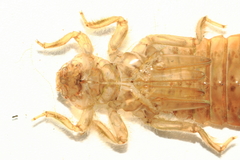 Sinictinogomphus clavatus