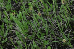 Carex orbicularis kotschyana