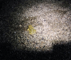 Anaxyrus californicus