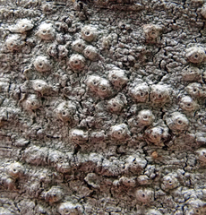 Ocellularia jacinda-arderniae