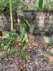 Artocarpus hirsutus