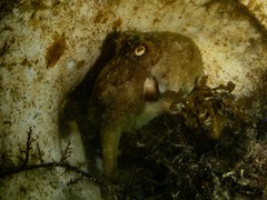 Octopus pallidus