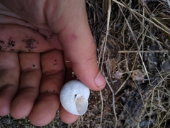 Pommerhelix insularis