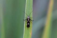 Eretmocera impactella