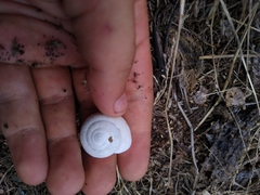 Pommerhelix insularis