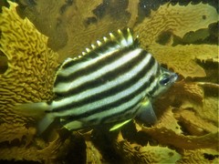 Stripey photo 2