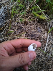 Pommerhelix insularis