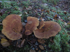 Austropaxillus