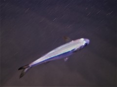 Atherinomorus vaigiensis