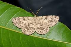 Pseudalcis catoriata