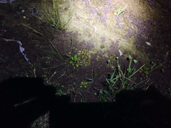 Anaxyrus californicus