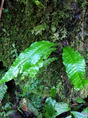 Leptochilus hemionitideus