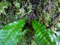 Leptochilus hemionitideus