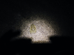 Anaxyrus californicus