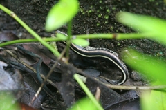 Sphenomorphus sanctus