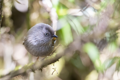 Grey-Hooded Fulvetta photo 3