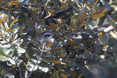 Fulvetta vinipectus bieti