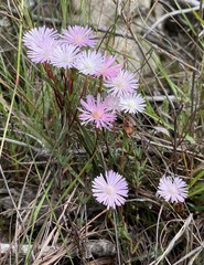 Lampranthus swartbergensis