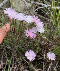 Lampranthus swartbergensis