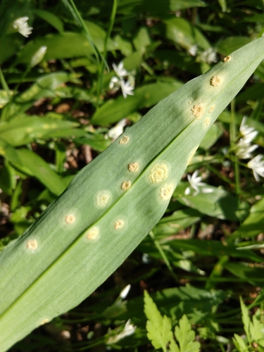 arum rust