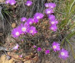 Lampranthus swartbergensis