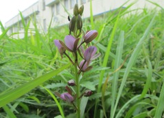 Eulophia hians hians