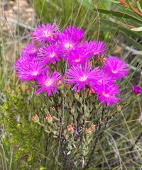 Lampranthus swartbergensis