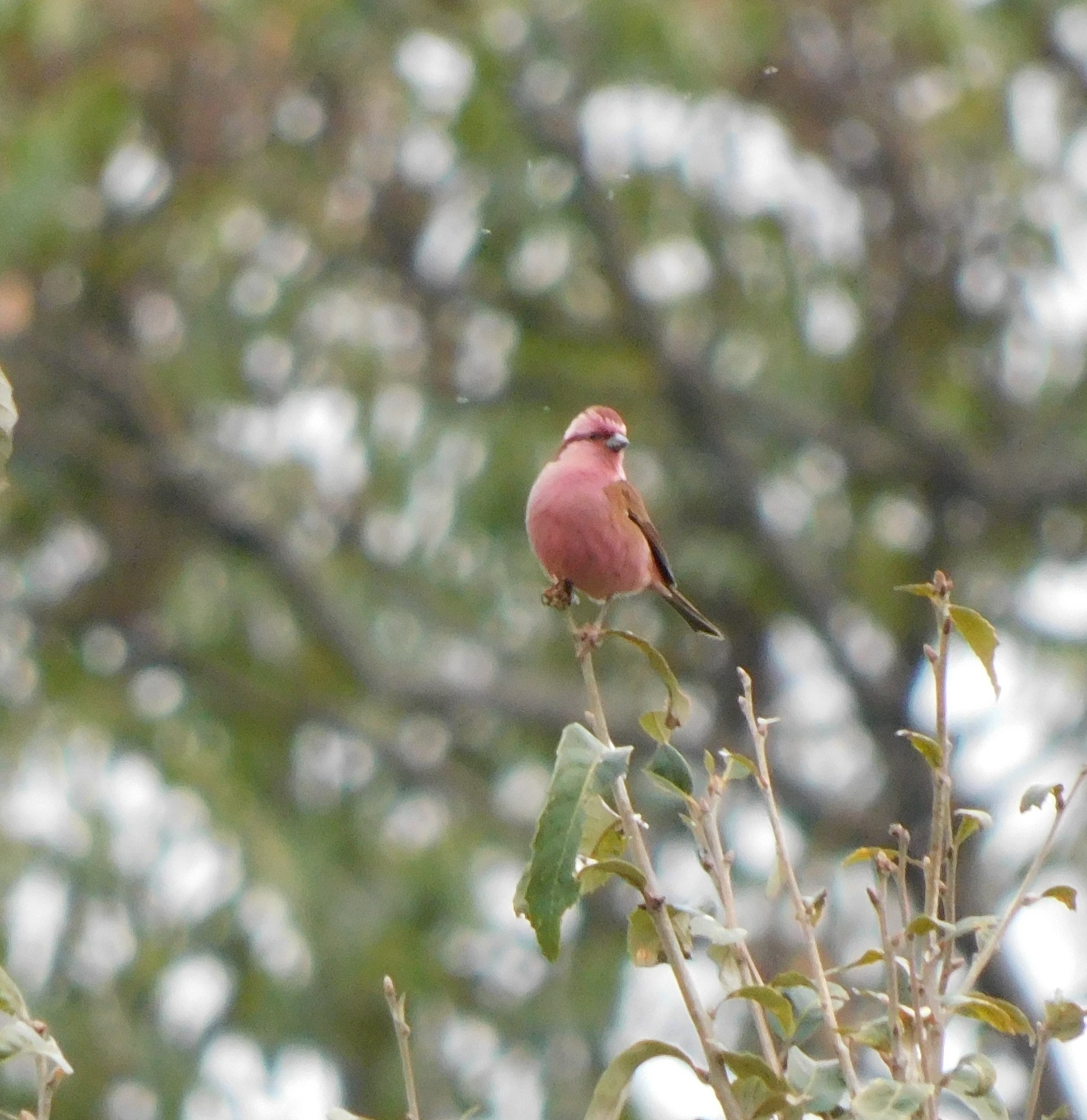 Pink-browed Rosefinch