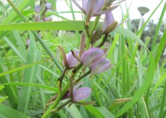 Eulophia hians hians