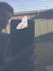 Chrysolarentia subrectaria