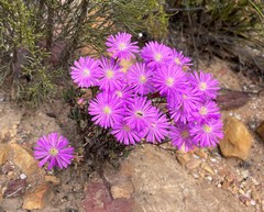 Lampranthus swartbergensis