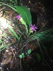 Curcuma australasica