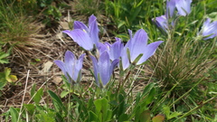 Campanula tridentata biebersteiniana