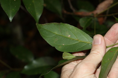 Endiandra discolor
