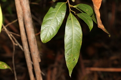 Cryptocarya glaucescens