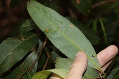 Cryptocarya glaucescens