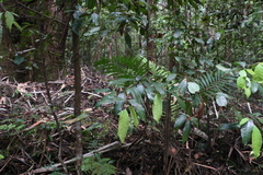 Cryptocarya glaucescens