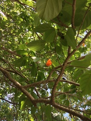 Cordia subcordata