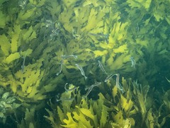 Trachinops caudimaculatus