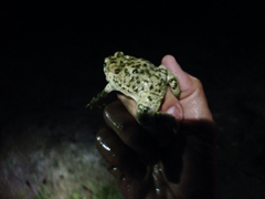 Anaxyrus californicus