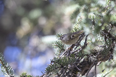 Regulus regulus yunnanensis