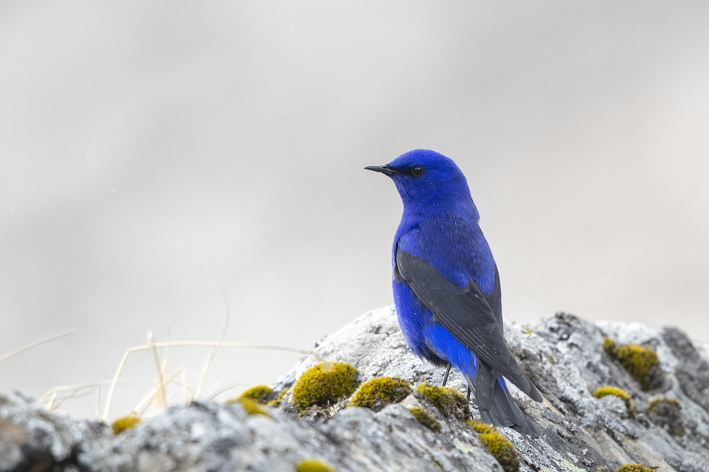 Grandala (Grandala coelicolor) photo