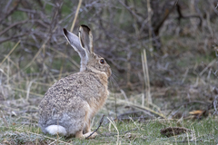 Lepus oiostolus