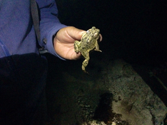 Anaxyrus californicus