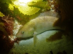 Notolabrus parilus