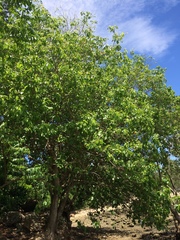 Cordia subcordata
