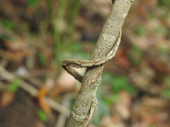 Parsonsia leichhardtii